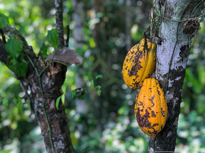 Cacao pods